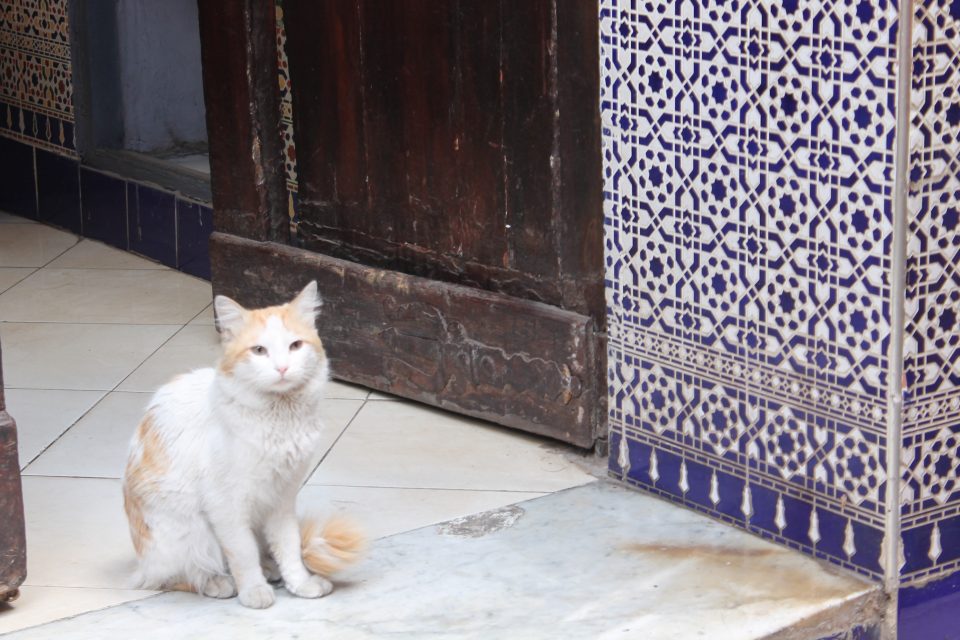 Gatti di Marrakech