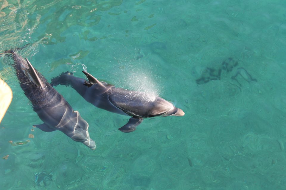 Dolphin reef - cosa vedere in Israele